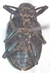Platycorynus
