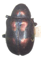 Platycorynus pyrospilotus