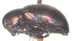 Platycorynus pyrospilotus