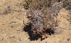 Tylecodon reticulatus