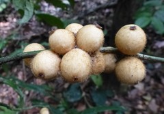 Drypetes laciniata