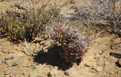 Tylecodon reticulatus