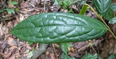 Drypetes laciniata