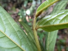 Drypetes laciniata