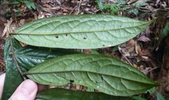 Drypetes laciniata
