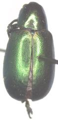 Platycorynus