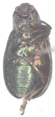 Platycorynus