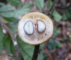 Drypetes laciniata