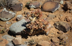 Tylecodon reticulatus
