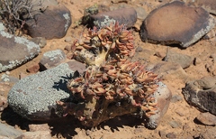 Tylecodon reticulatus