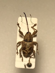 Curculio caryae