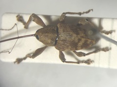 Curculio caryae