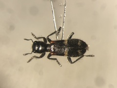 Enoclerus nigrifrons