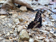 Catasticta flisa flisa