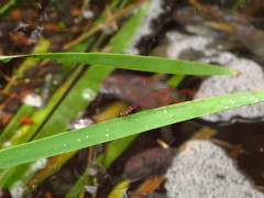 Telebasis digiticollis