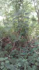 Gyrocarpus americanus