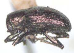Scelodonta dillwyni