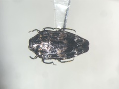 Brachys ovatus