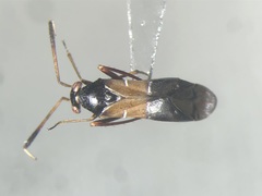 Pilophorus strobicola