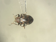 Xanthonia decemnotata