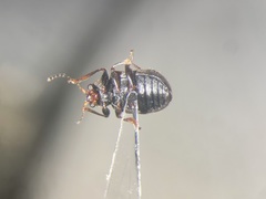 Xanthonia decemnotata