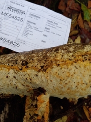 Perenniporia bostonensis