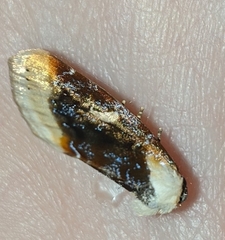 Chrysoecia