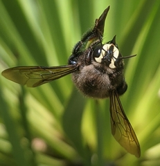 Xylocopa micheneri