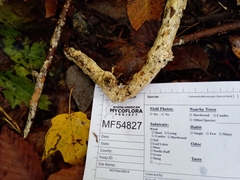Perenniporia bostonensis