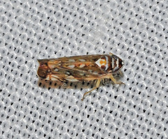 Osbornellus horvathi