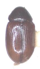 Tricliona puncticeps