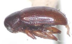 Tricliona puncticeps