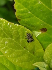 Phiale roburifoliata