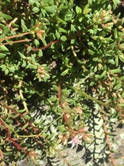 Sedum cockerellii
