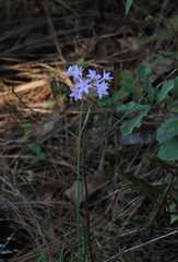Tulbaghia violacea