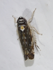 Osbornellus horvathi