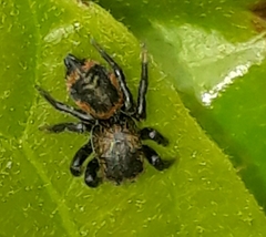 Phiale roburifoliata