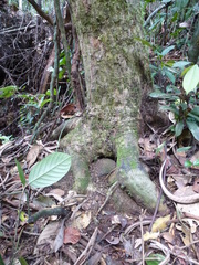 Octoknema