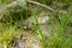 Isolepis setacea