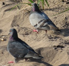 Columba livia domestica