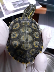 Trachemys venusta