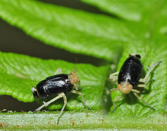 Ditropis pteridis