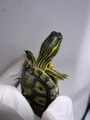 Trachemys venusta