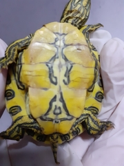 Trachemys venusta