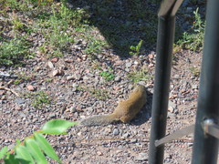 Poliocitellus franklinii