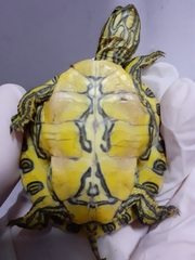 Trachemys venusta