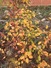 Prunus virginiana virginiana