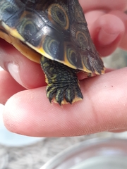 Trachemys venusta