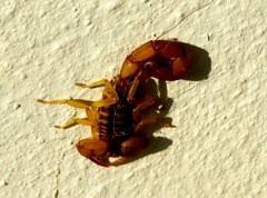 Centruroides baldazoi