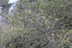 Pinus cembroides bicolor